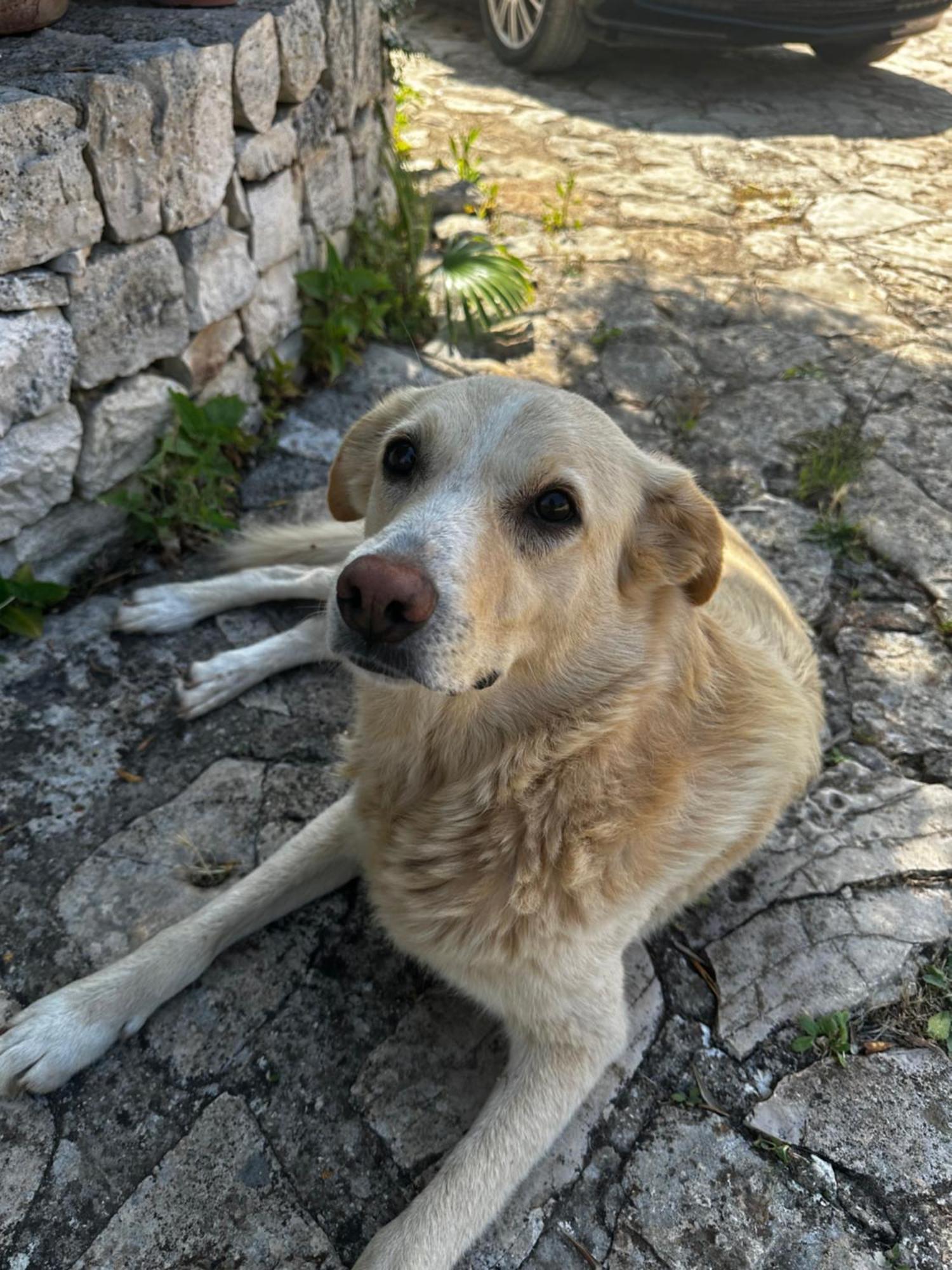 Masseria Sciaiani Piccola Villa Castelli ภายนอก รูปภาพ